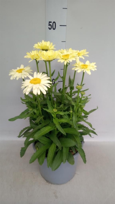 <h4>LEUCANTHEMUM SUP. 'BANANA CREAM' ZW</h4>