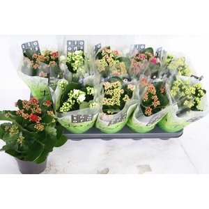 Kalanchoe gevuld gemengd 5klr.