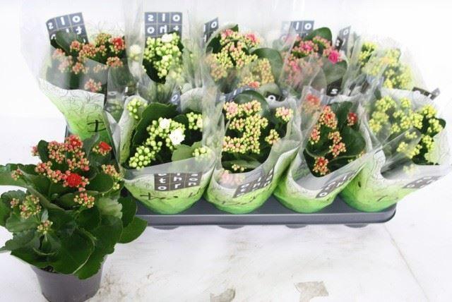 <h4>Kalanchoe gevuld gemengd 5klr.</h4>