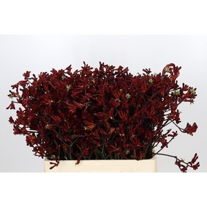 Anigozanthos Bush Ruby