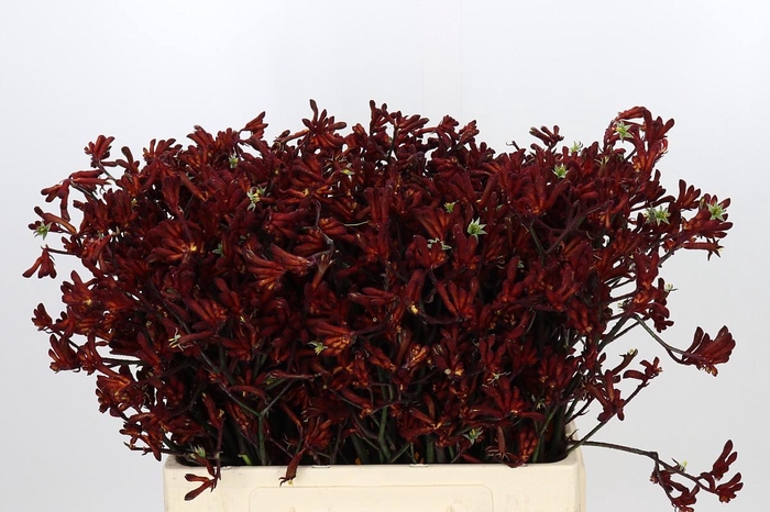 <h4>Anigozanthos Bush Ruby</h4>
