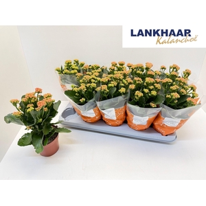 KAL GE PERFECTA ORAN