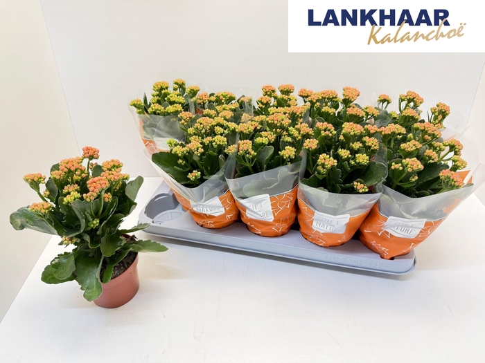 <h4>KAL GE PERFECTA ORAN</h4>