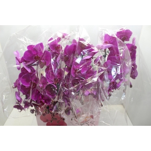 PHALAENOPSIS CASCATA ESPECIAL P15 PINK 2 HT