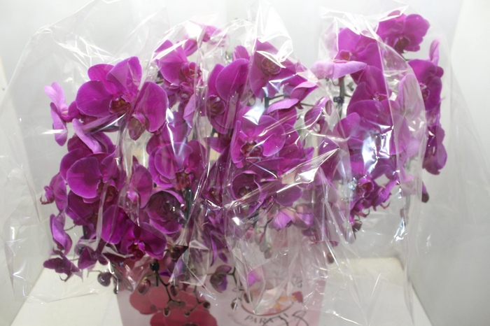 <h4>PHALAENOPSIS CASCATA ESPECIAL P15 PINK 2 HT</h4>