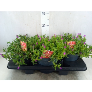 Delosperma coop. 'JewDesert'  ..mix