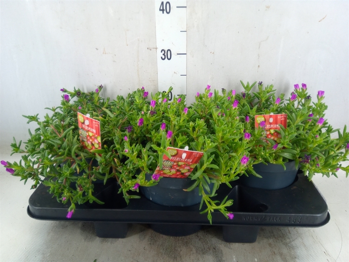 <h4>Delosperma coop. 'JewDesert'  ..mix</h4>
