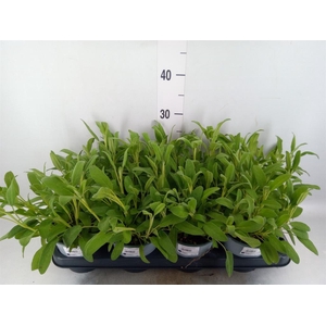 Salvia officinalis
