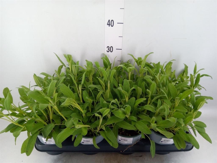 <h4>Salvia officinalis</h4>