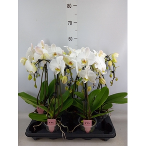 Phalaenopsis  'Ant Leeds'