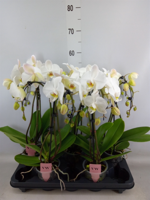 <h4>Phalaenopsis  'Ant Leeds'</h4>