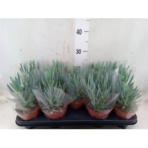 Curio ficoides 'Mount everest'
