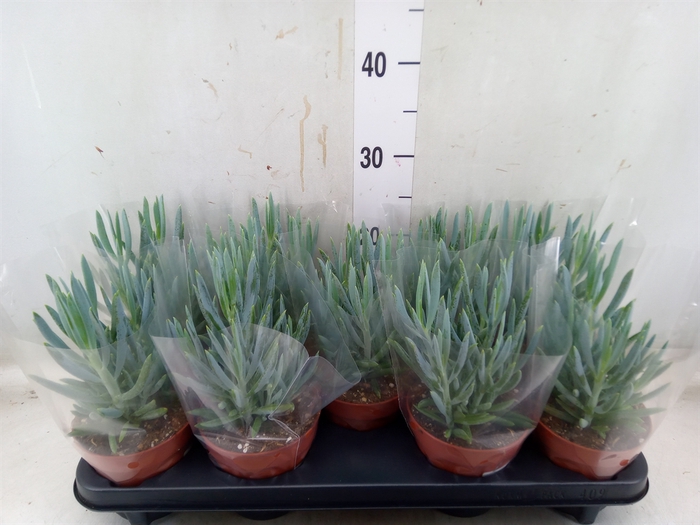 <h4>Curio ficoides 'Mount everest'</h4>