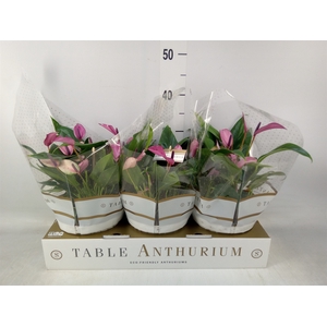 Anthurium  'Zizou'