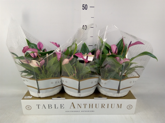 <h4>Anthurium  'Zizou'</h4>