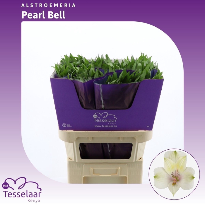 Alstroemeria Pearl Bell | Heavy Quality