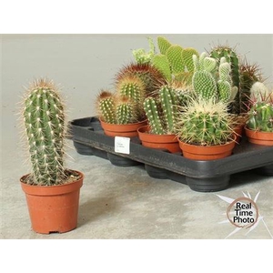 Cactus overig