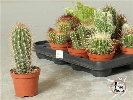 <h4>Cactus overig</h4>