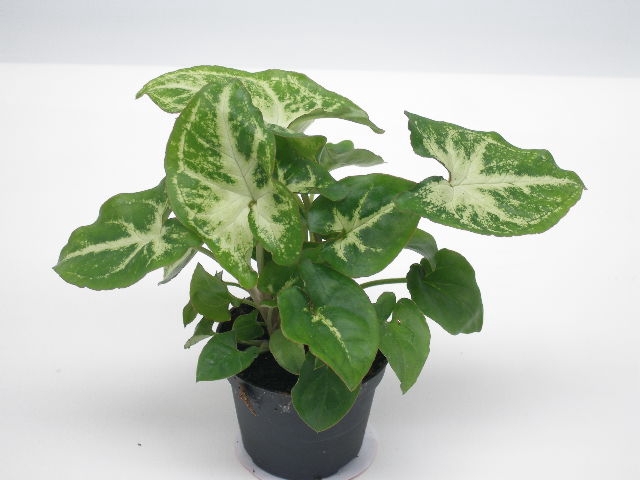 SYNGONIUM PODOPHYLLUM P6 ROBUSTA