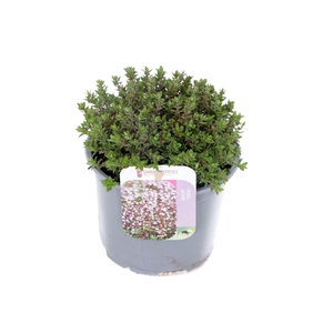 Thymus vulgaris Precompa