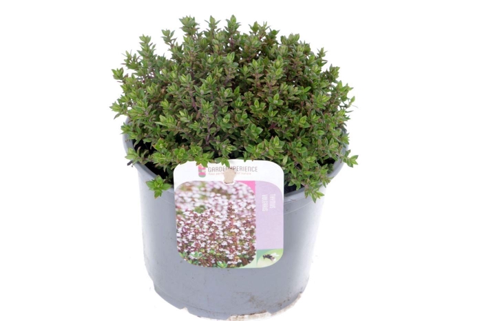 <h4>Thymus vulgaris Precompa</h4>