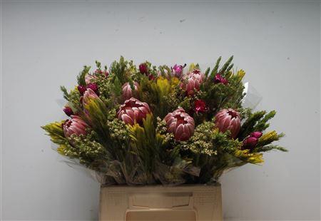 <h4>Sfb Carnival</h4>