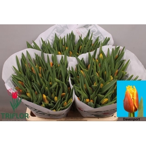 Tulipa fr davenport