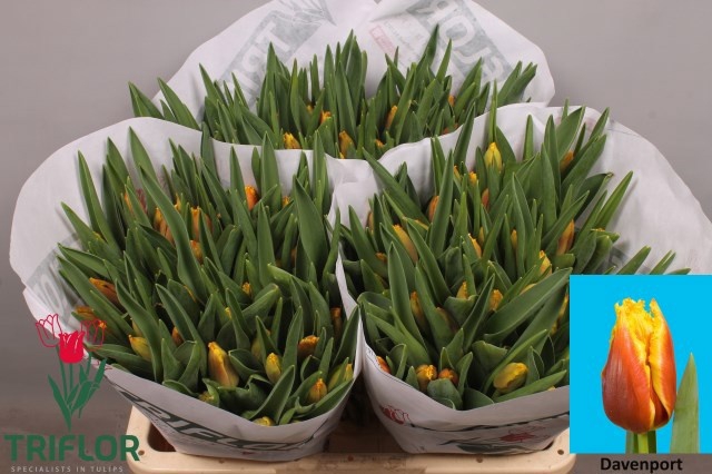 <h4>Tulipa fr davenport</h4>