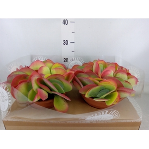 Kalanchoe NF thyrsiflora