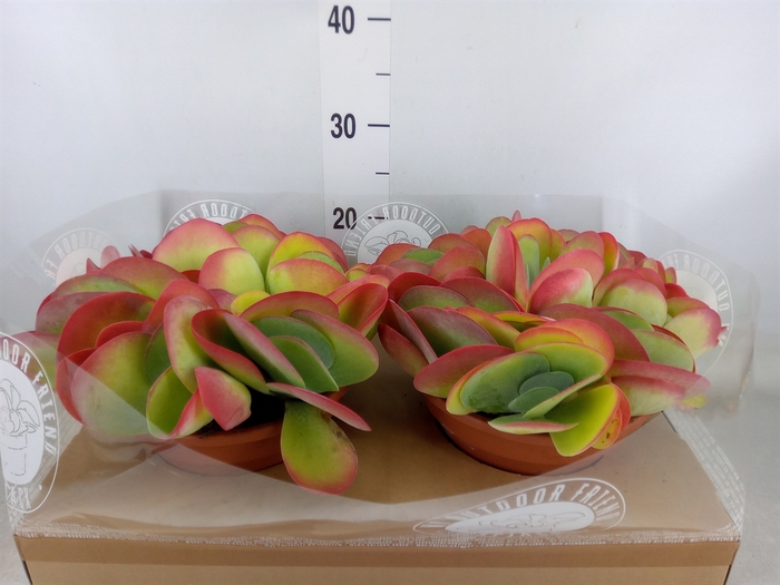 <h4>Kalanchoe NF thyrsiflora</h4>