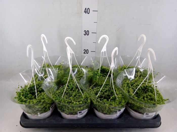 <h4>Senecio rowleyanus</h4>