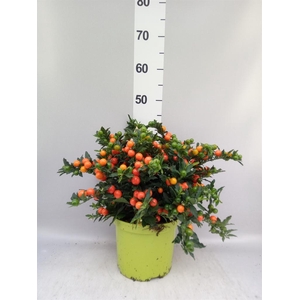 Solanum pseudocapsicum