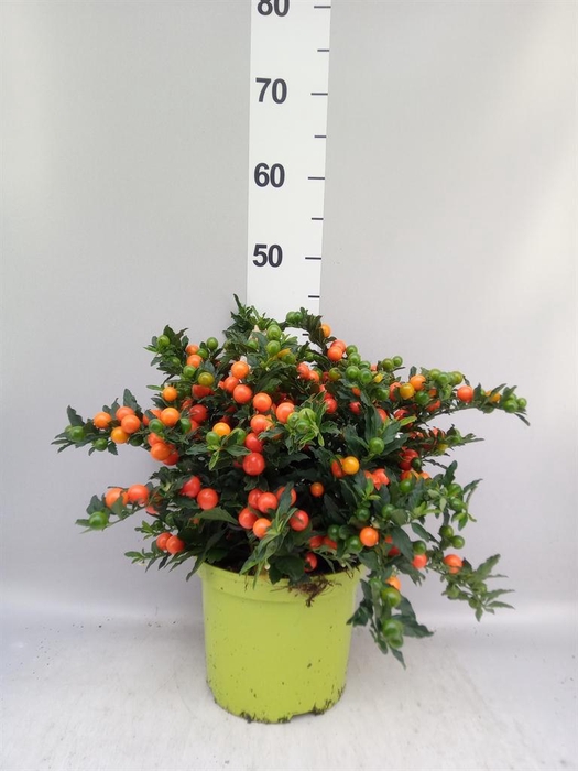<h4>Solanum pseudocapsicum</h4>