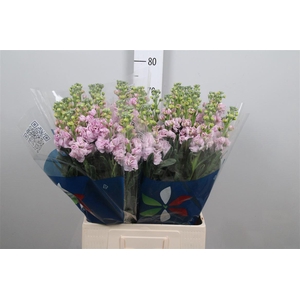 Matth Iron Cherry Bl