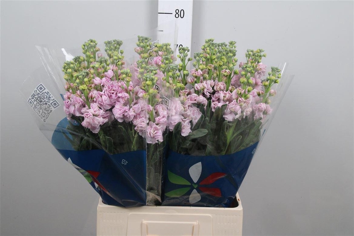 <h4>Matth Iron Cherry Bl</h4>