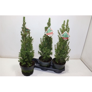 Picea Gl Conica