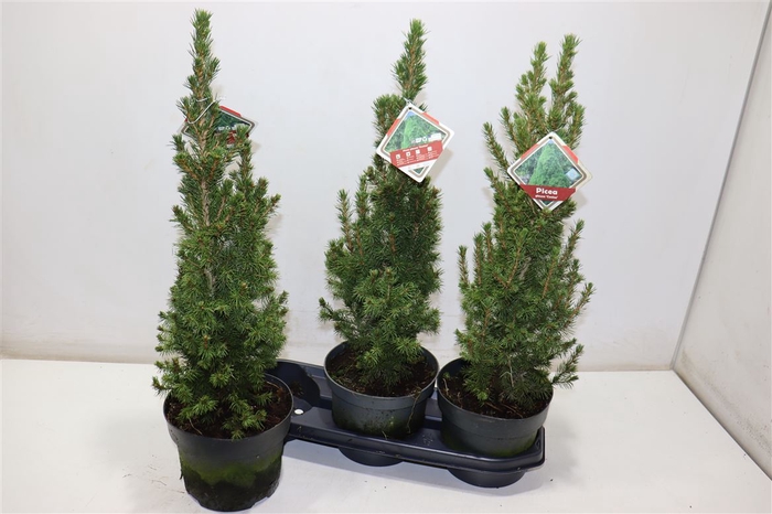 <h4>Picea Gl Conica</h4>