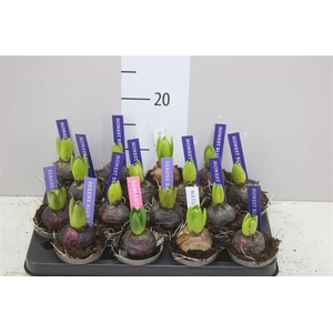 Hyacinthus Pearl Gemengd 1pp