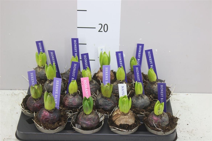 <h4>Hyacinthus Pearl Gemengd 1pp</h4>