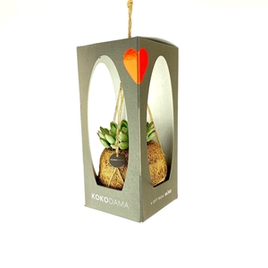 Kokodama 12 cm Gift Package Succulent Valentine