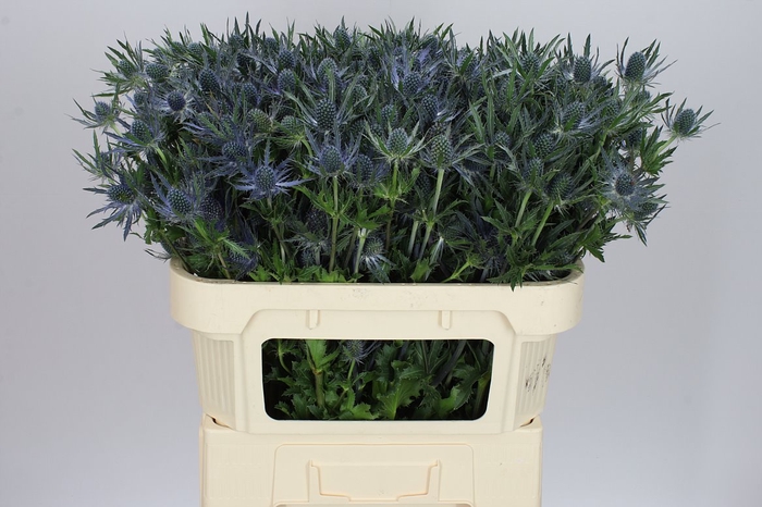 <h4>Eryngium Blue Lagoon</h4>