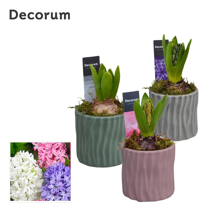 <h4>Hyacint Assorti HL16320 [LOVELY COLORS]</h4>