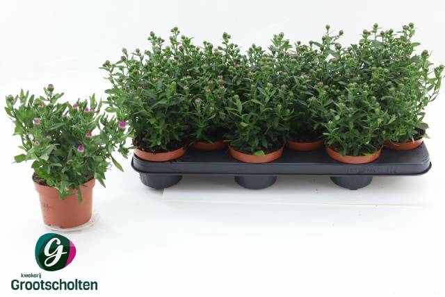<h4>ASTE STARL RED</h4>