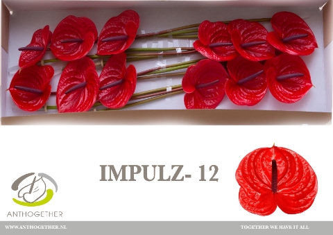 <h4>Anthurium Impulz</h4>