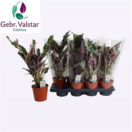 <h4>Calathea 'Fusion White'</h4>