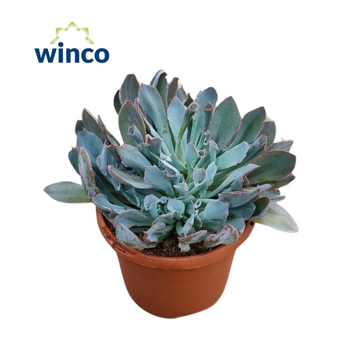 <h4>Echeveria Pinky Trumpet</h4>