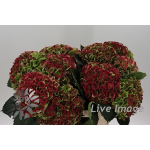 Hydrangea mag opal classic