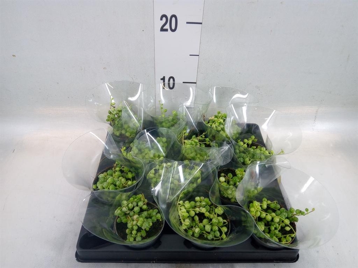 <h4>Senecio rowleyanus</h4>