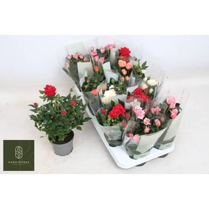 RO KORDANA GEM 5 SRT