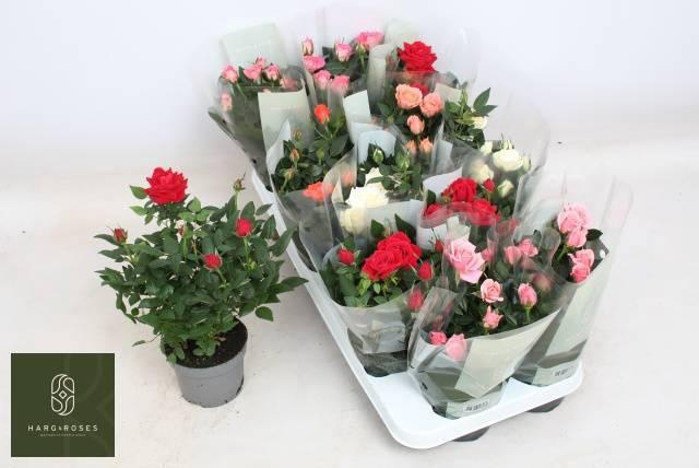 <h4>RO KORDANA GEM 5 SRT</h4>